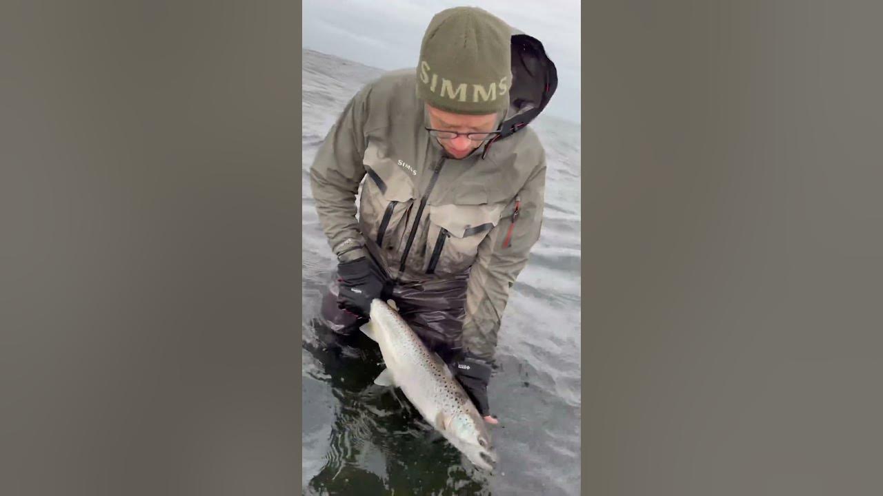 Releasing big sea trout. #fishing #fish #seatrout #havørred #fiskeri  #seatroutfishing #trout 