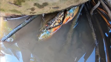 Cua Biển Của Rừng Ngập Mặn | Thợ Săn Cua Biển Tập 9| Catch Crab in Vietnam