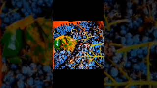 Capture The Sign Meriol Acoustic Autumnal Acoustic Live