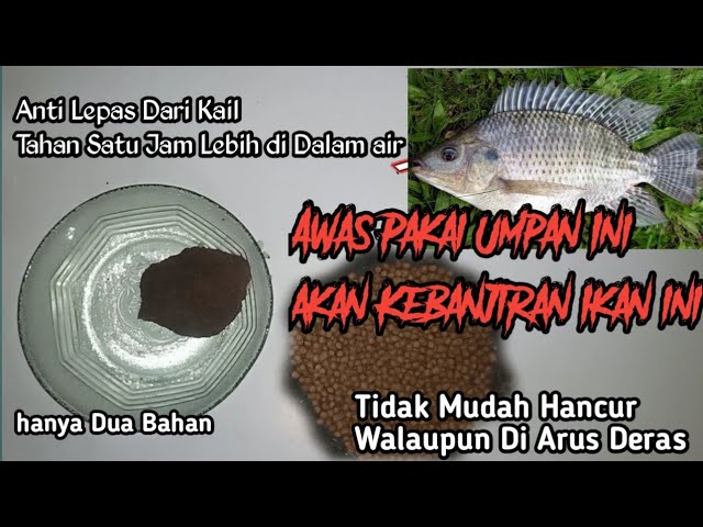 Mudah, cara membuat umpan ikan dari pelet 