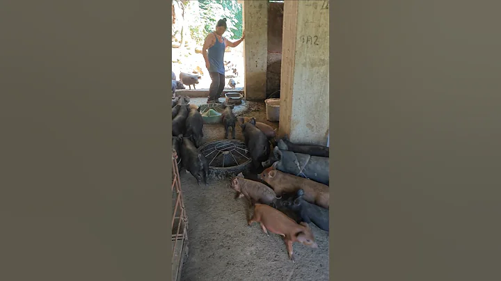 Pig Feed Farming #amazing #satisfying #farming #agriculture #farmlife #wildlife