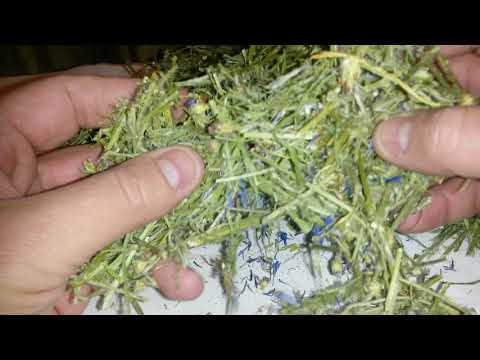 Василек луговой фиолетовый, василек синий полевой, купить.