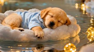 Relaxing Puppy Sleep Sounds 🌙 Dog Calming Music for Lonely & Stressed Puppies