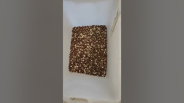 Hazelnut sorting in one pass