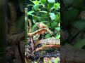 Top 3 - Überlebenskünstler im Aquarium