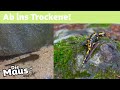 Feuersalamander: Von Larven bis zum Beutefang 🐸