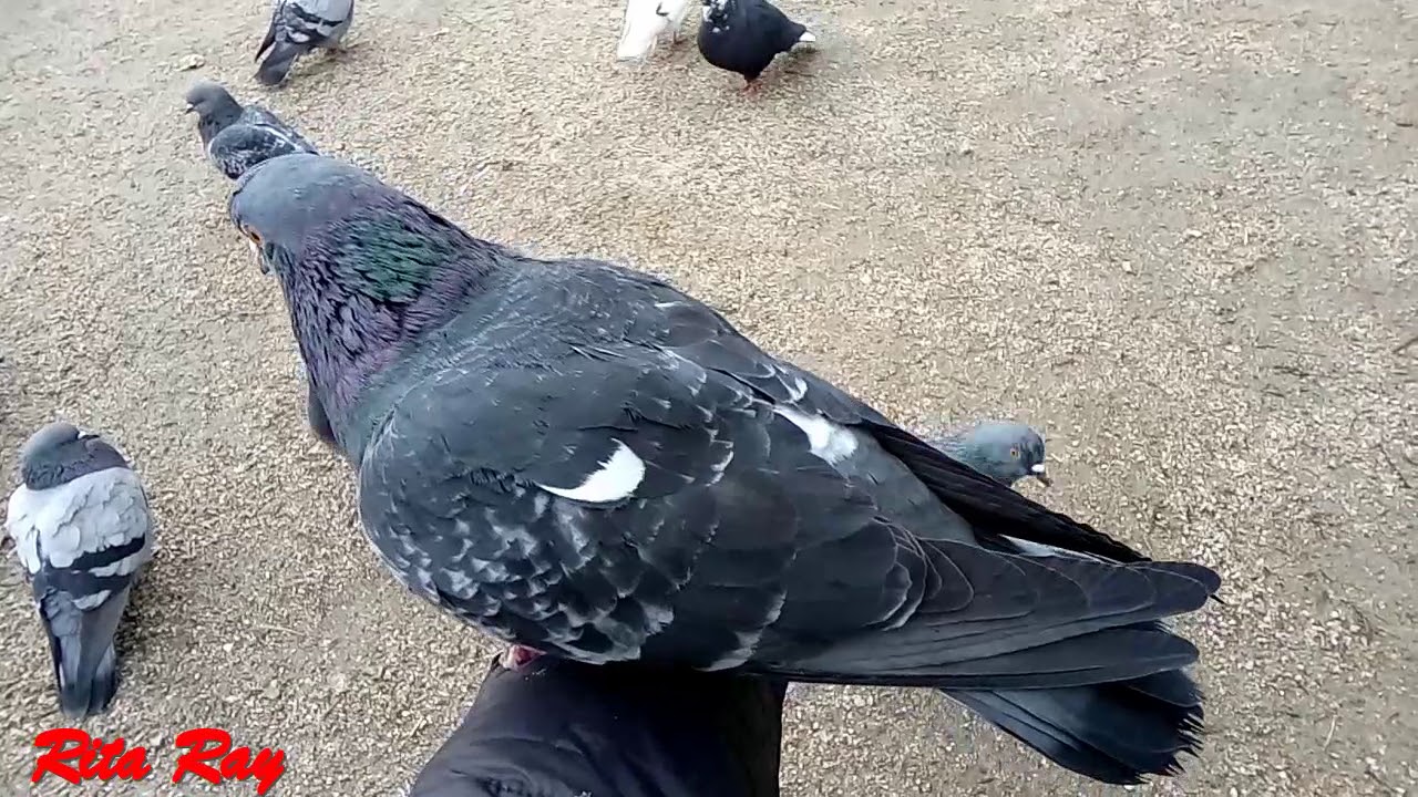 Feeding the street pigeons / Кормление уличных голубей YouTube