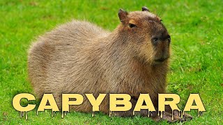 Capybara Sound, Capybara Noises