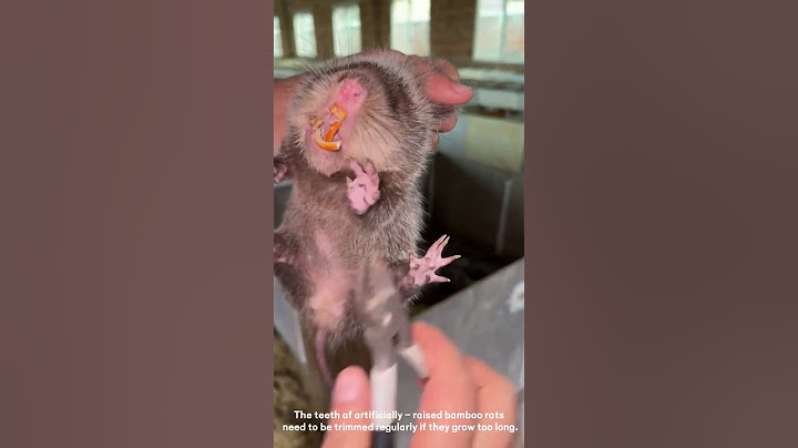 Trim the teeth of bamboo rats