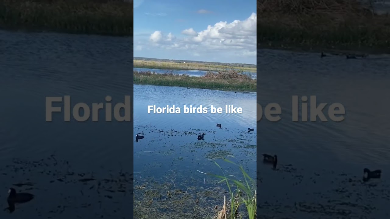 Florida Everglades birds