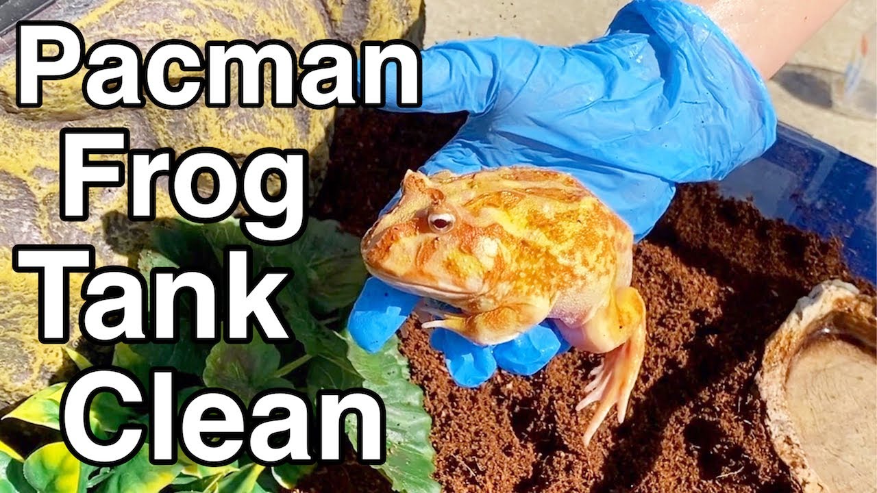 Pacman Frog Tank Clean & Setup YouTube