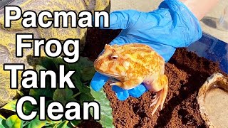 Pacman Frog Tank Clean & Setup