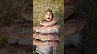 How A Snake Could Choke A Human 😱