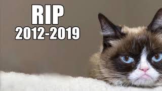 Rip grumpy cat