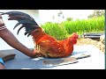 Country Chicken Gravy(Naattu Kozhi🐓 Varuval) Cutting & Cooking in My Village / CT 360*🔪