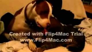 How to Keep Dogs and Cats From Fighting by eHowPets 1,326 views 8 years ago 26 seconds