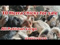 White herra chicks for salebirdspetsmiawaliaseel