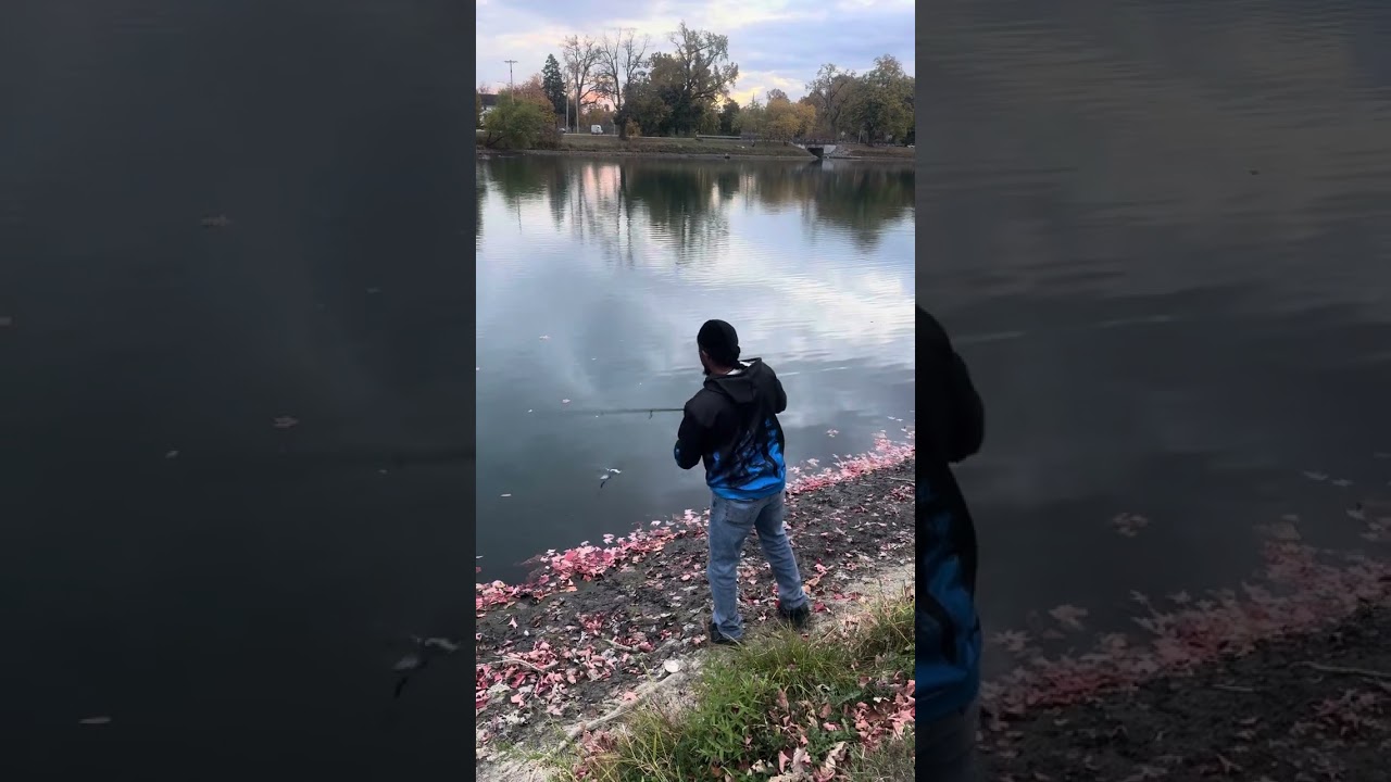 Giant Bass Fishing !!🔥🐟 🎣🔥🤞🏾🙏🏾💯#pondmonsters  #fishing #youtubeshorts