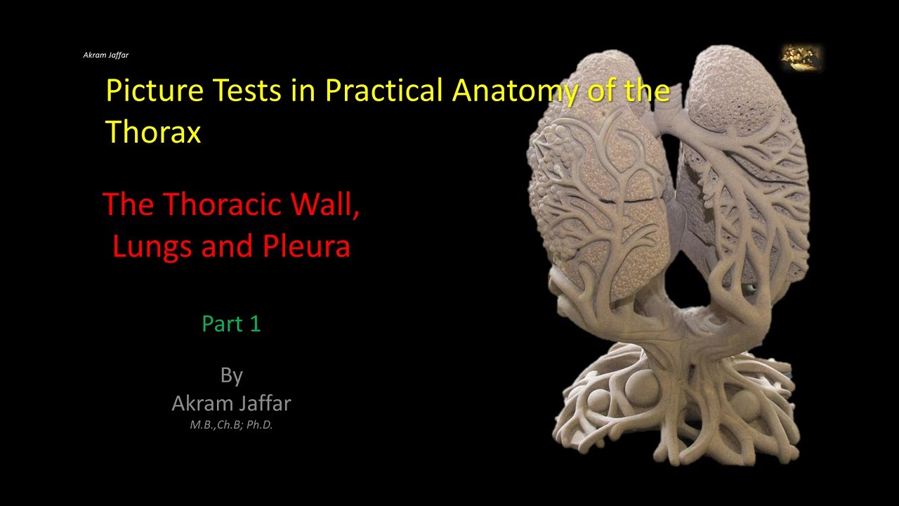 Picture Tests in Anatomy - Thorax - Wall and Lung 1 + Anki flashcards