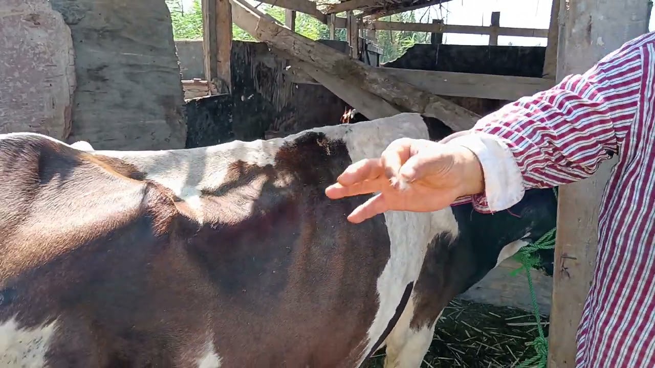 ازاي تعرف انه حيواناتك مصابه بالديدان تابع معي اعراض وعلامات وعلاج الاصابه بالديدان في الحيوانات