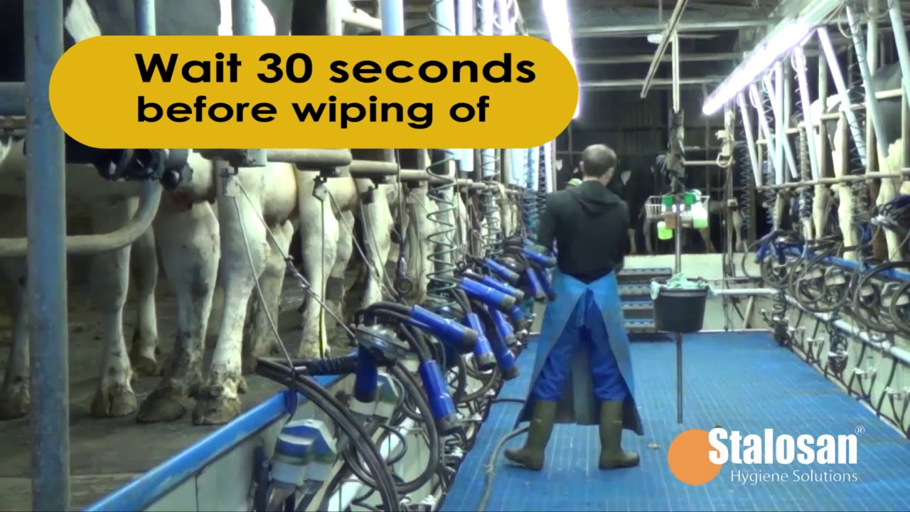 Stalosan Udder Wash for Cows YouTube
