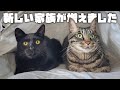黒猫さん いらっしゃい 黒猫さん いらっしゃい