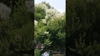 Melaleuca tea #tree #shorts #video #asmr #youtubeshorts #looking #good screenshot 1