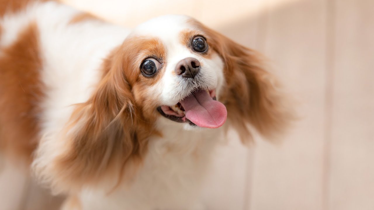 女子力あげたエリンちゃん キャバリア トリミング Youtube