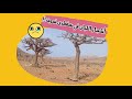 لماذا تموت أشجار اللبان في محافظة سقطرى اليمنية 
