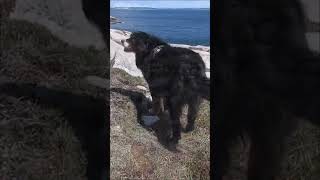 Bernese Mountain Dog Trot at Chebucto Head Lighthouse, Duncans Cove, Nova Scotia, Canada