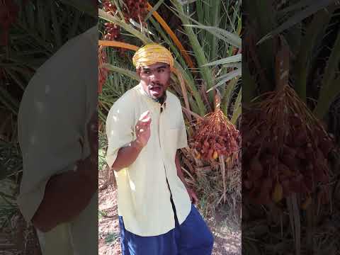 ديه معاك و تهنى اكسبلور الدارالبيضاء قصص لايك التمر كوميديا كوميديات كوميدي