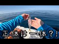 【日本海】水深100mでアジを泳がせると毎回こうなる正体は？！【辻堂加工 エボシ340】