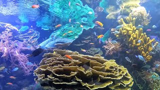 Oceanografic & the City of Arts and Sciences in Valencia, Spain | พิพิธภัณฑ์สัตว์น้ำในโลกอนาคต by Thai Wayfarer ไทยเดิน 86 views 8 months ago 24 minutes