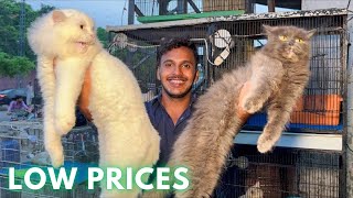 Persian Cat Prices In Lahore - Tripple Coat Punch Face - Tollintion Market by Lahore Pets  762 views 9 months ago 8 minutes, 3 seconds