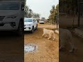 Animal lovers attendance lion king with isi lion isi mianazhar lions animal shorts viral