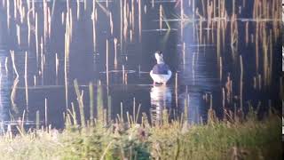 20190413   Steltkluut De Diepen, Milsbeek Li