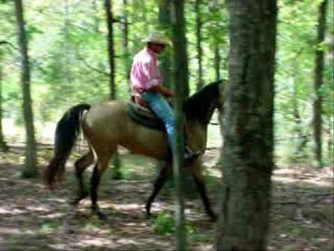 Buckle Up Miss Kitty BOMBPROOF Buckskin Gaited Tra...