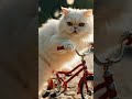 A lovely cat cycling like child kid #cat