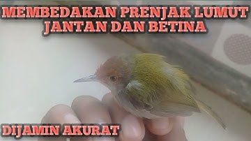 Cara membedakan prenjak lumut jantan dan betina || arifin official