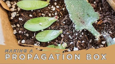 Make Your Own Propagation Box | Sarah Barrett