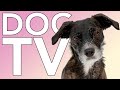 DOG TV: Helped 10 Million Dogs Around the World! Videos for Bored Dogs!