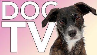 DOG TV: Helped 10 Million Dogs Around the World! Videos for Bored Dogs!