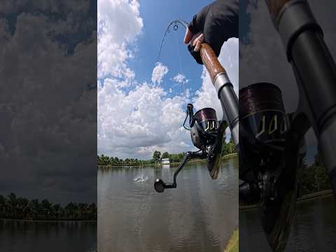Bắt con cá về sụi vai luôn 😆 #vyhanfishing #caucatra