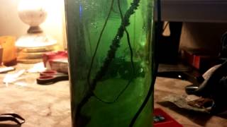 Time lapse of copper dissolving using electrolysis