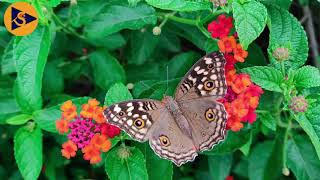 20 Most Beautiful And Rare Butterflies on Planet Earth