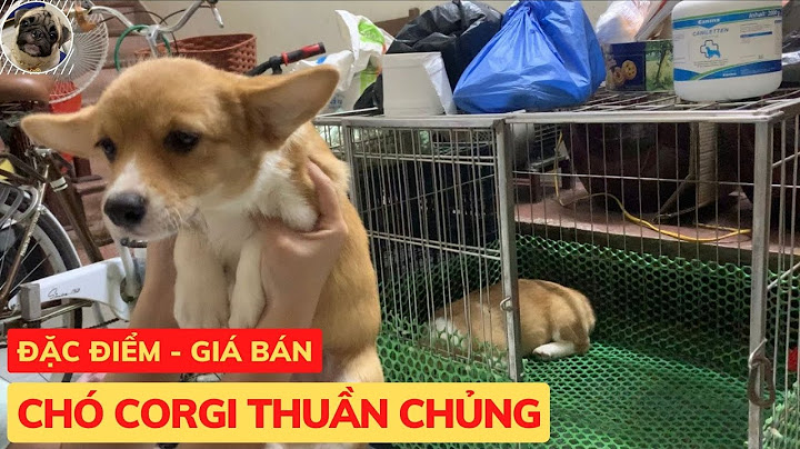 Chó corgi thuần chủng giá bao nhiêu