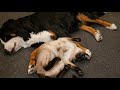 Our siamese cat turns our bernese dog into a bed