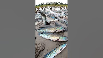 Con vật kì lạ không có thật ở Việt Nam : Cá lóc mắc cạn giữa ruộng sau khi nước rút