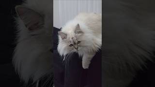 #lila #konusankediler #kedivideoları  #cat #komikkedi #cute #cutecat #funny #kediler #kitten #kedi