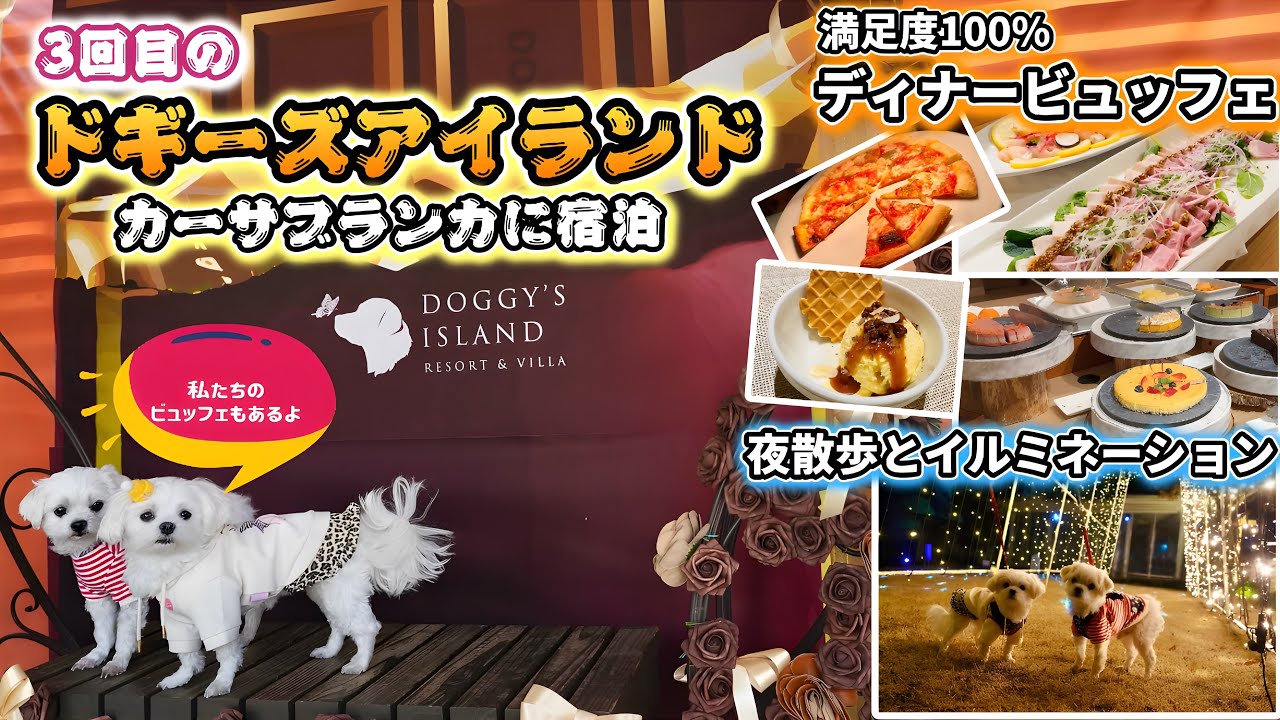 【ドギーズアイランド】やはり最高! 愛犬ファーストで人も楽しめる夢の国